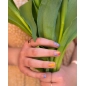 Esmalte de Uñas al Agua de Namaki