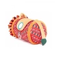 Baby Roller de Actividades de Ludi
