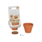 Maceta con planta de Little Dutch Maceta con planta de Little Dutch