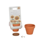 Maceta con planta de Little Dutch