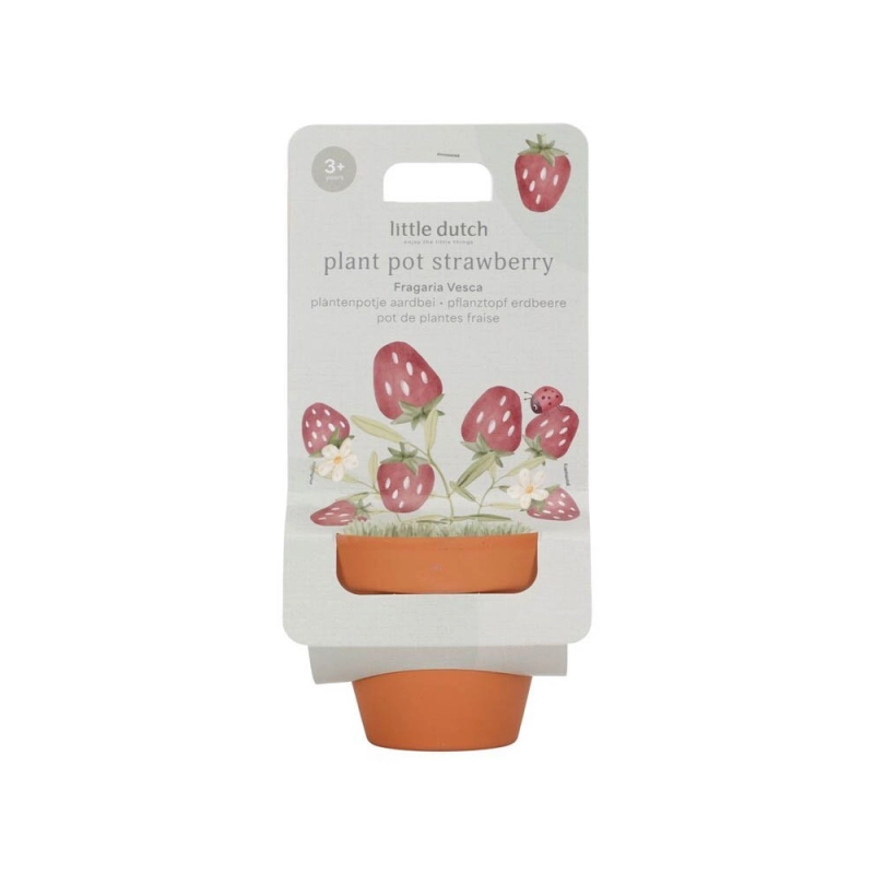 Maceta con planta de Little Dutch