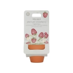 Maceta con planta de Little Dutch