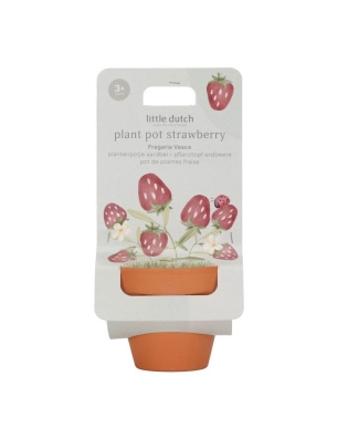 Maceta con planta de Little Dutch