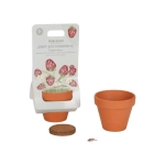 Maceta con planta de Little Dutch