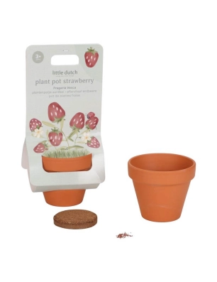Maceta con planta de Little Dutch