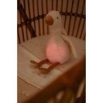 Luz Compañía Oca Newborn Naturals de Little Dutch