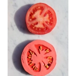 Mordedor Renato the Tomato de Oli and Carol