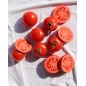 Mordedor Renato the Tomato de Oli and Carol Mordedor Renato the Tomato de Oli and Carol