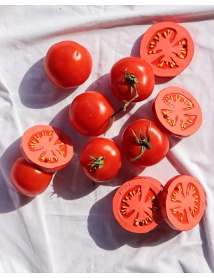 Mordedor Renato the Tomato de Oli and Carol