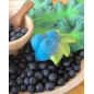 Mordedor Jerry the Blueberry de Oli and Carol